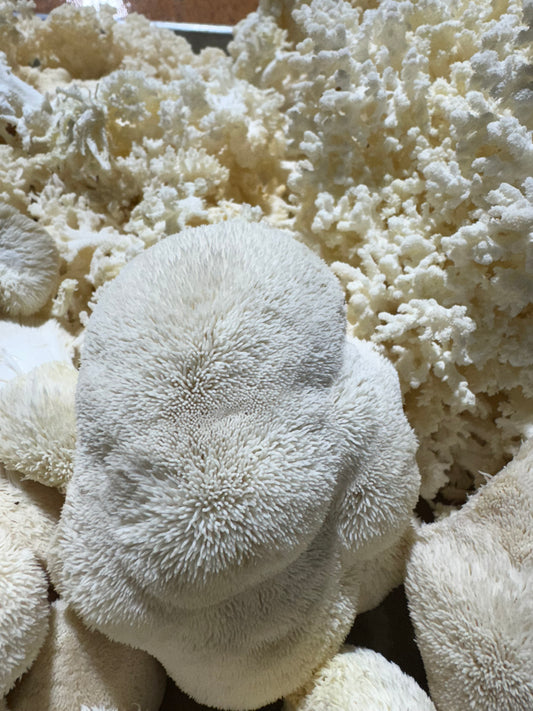 Freeze-Dried Lions Mane Powder