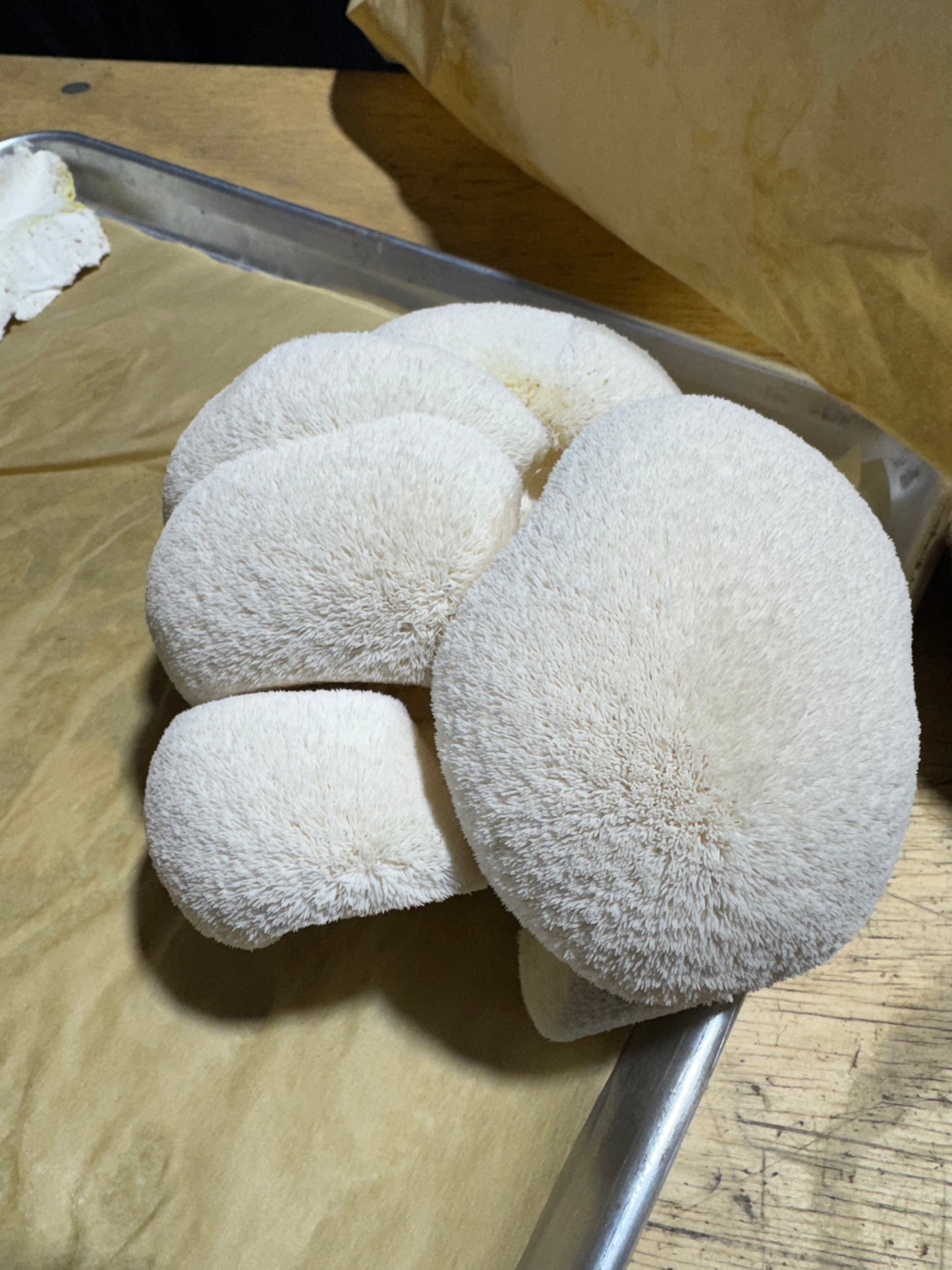 Freeze-Dried Lions Mane Powder