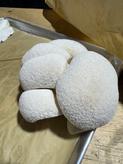 Freeze-Dried Lions Mane Powder